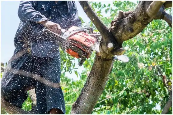 tree services Norwalk